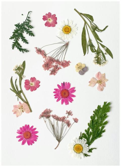 Beautifully arranged dried flowers on a white back