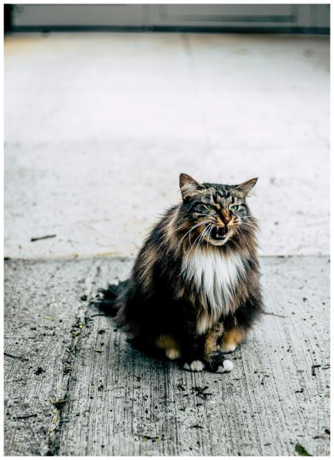 A fluffy tabby cat sits outdoors on a concrete pav