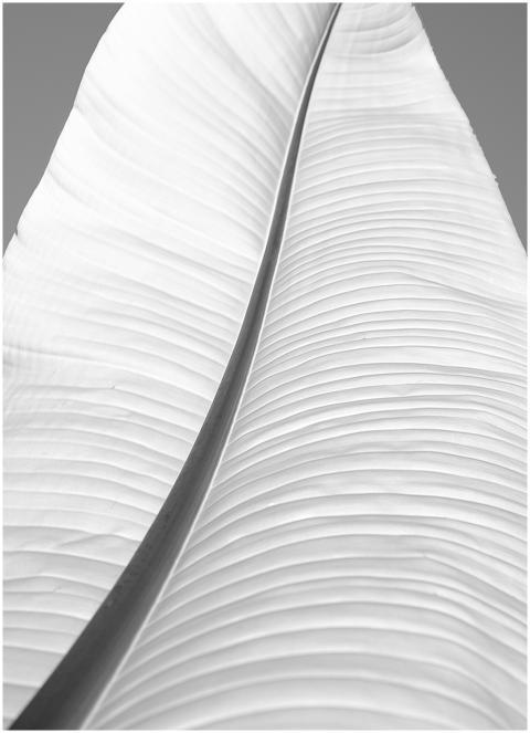 High contrast black and white abstract photo featu