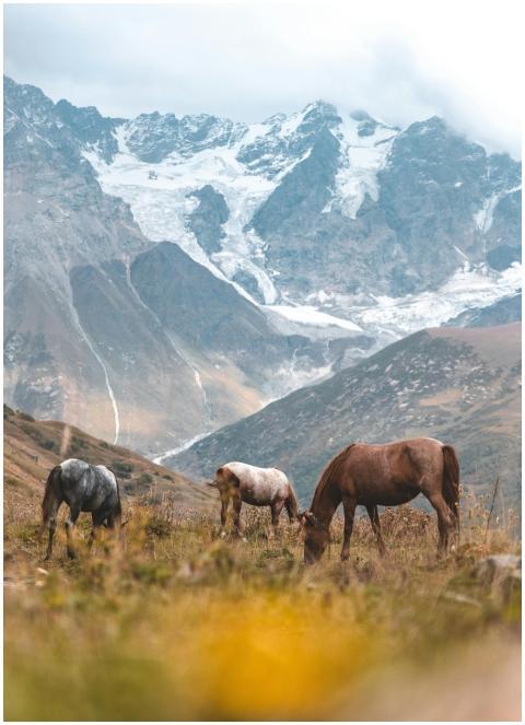 Tranquil scene of horses grazing in front of majes