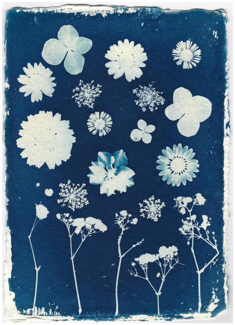 Unique cyanotype with various floral silhouettes o