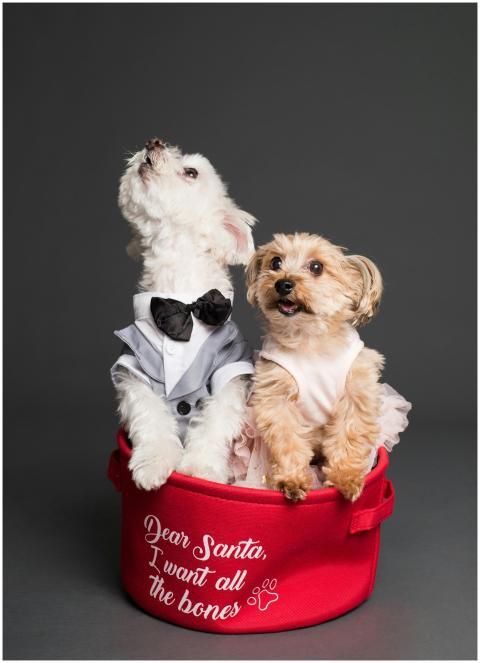 Adorable puppies dressed in festive attire sitting