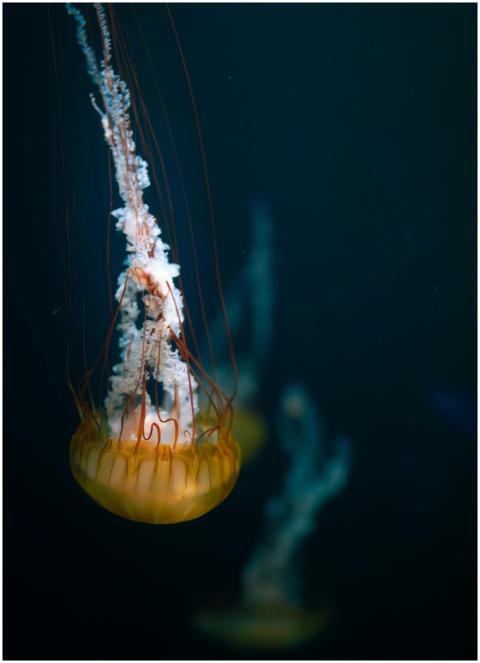 Close-up of a jellyfish gracefully floating in a s