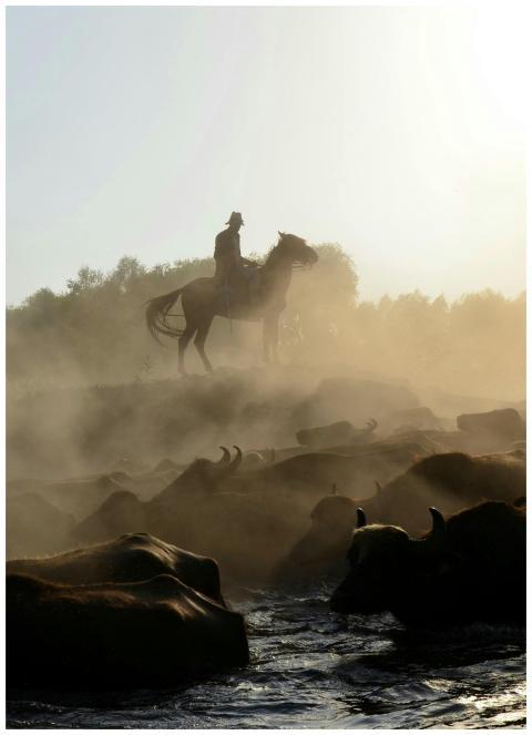 A lone rider on horseback amidst a herd of buffalo