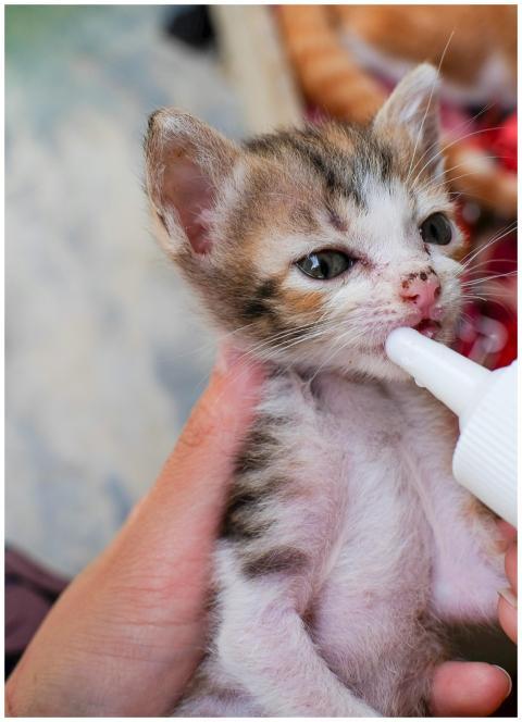 Free stock photo of animal, animals, baby