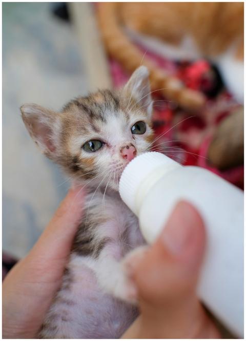 Free stock photo of animal, animals, baby