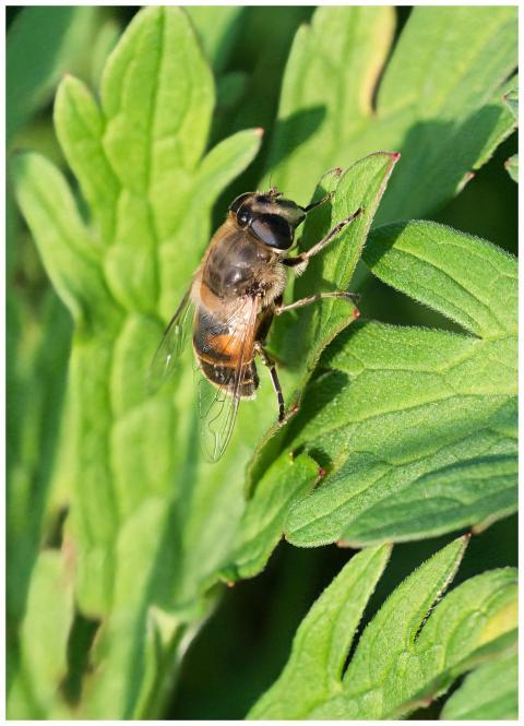Macro shot of a bee on leaves, showcasing nature's