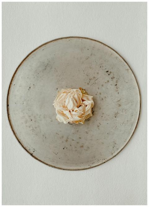 A delicate dry rose centered on a beige circular t