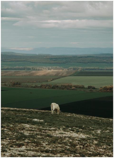 Serene landscape of a lone sheep grazing on a hill