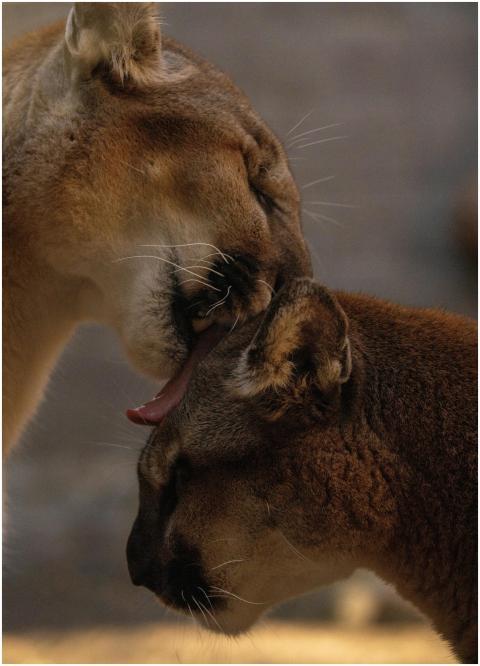 A touching moment of two cougars interacting, show
