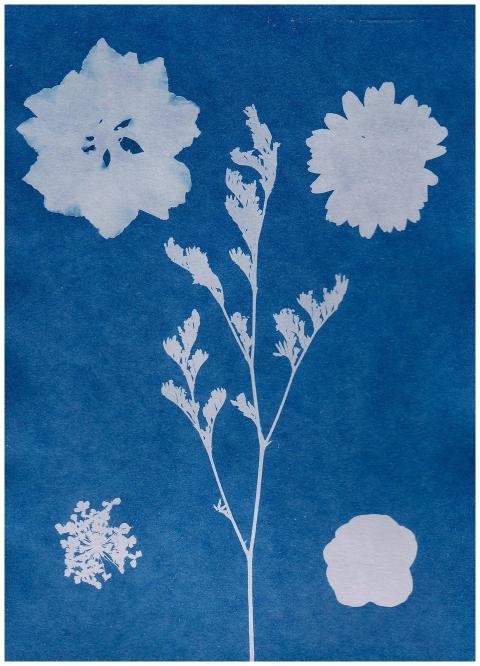 Artistic cyanotype print of various white flower s