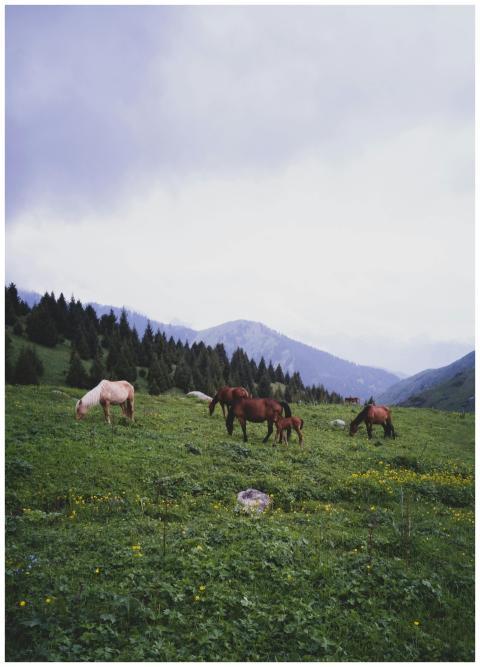 Scenic view of horses grazing in lush Almaty lands