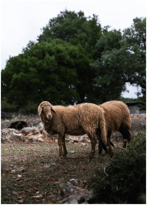 Two sheep grazing in a lush, green outdoor landsca