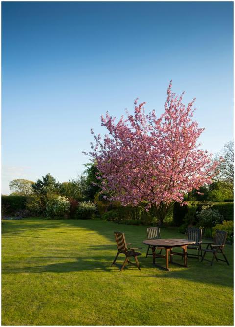 Peaceful garden with a blooming cherry tree and wo