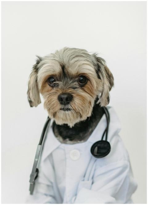 Adorable Yorkshire Terrier in a doctor's coat, com