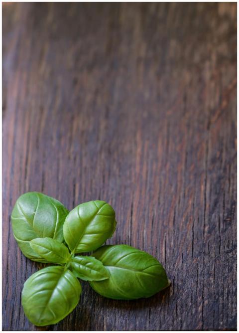 Fresh green basil leaves on a rustic wooden surfac