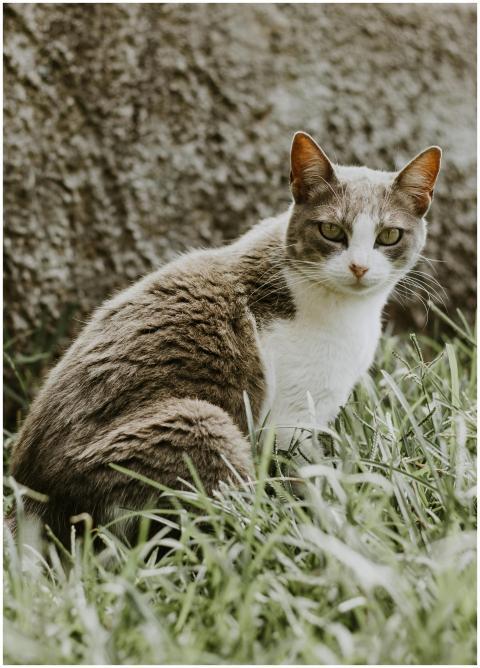 Portrait of a cute tabby cat with green eyes sitti