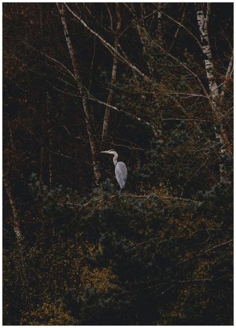 A great blue heron perched on branches in a dense