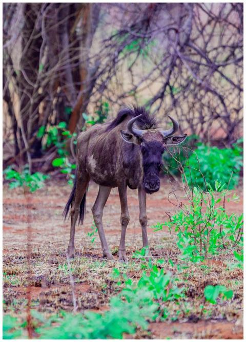 Free stock photo of blue wildebeest, brindled gnu,