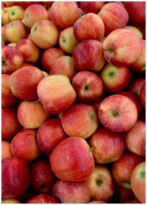 A vibrant pile of fresh, organic red apples showca