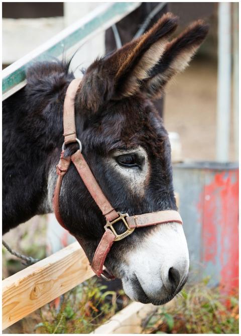 Charming close-up of a donkey in a rural farm sett