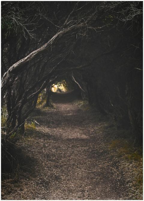 Eerie forest pathway surrounded by dense, shadowy