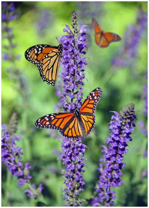 Monarch butterflies perched on purple lavender blo