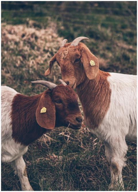 Two goats with ear tags standing closely in a gras