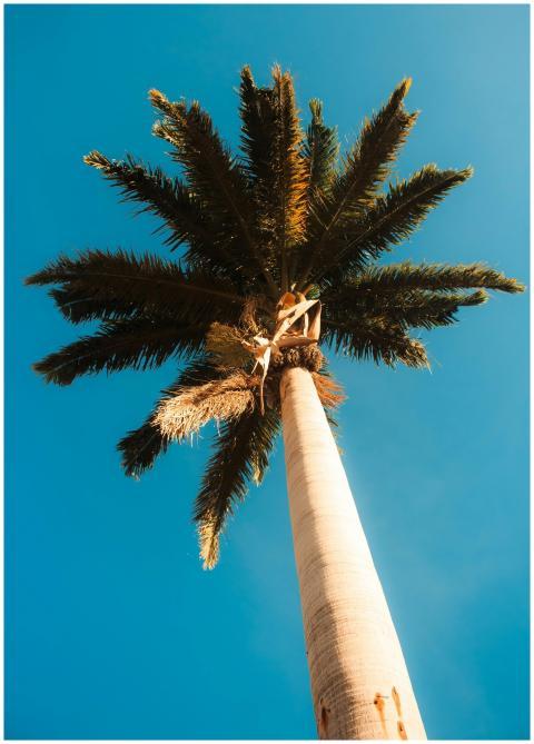 Majestic Palm Tree Against