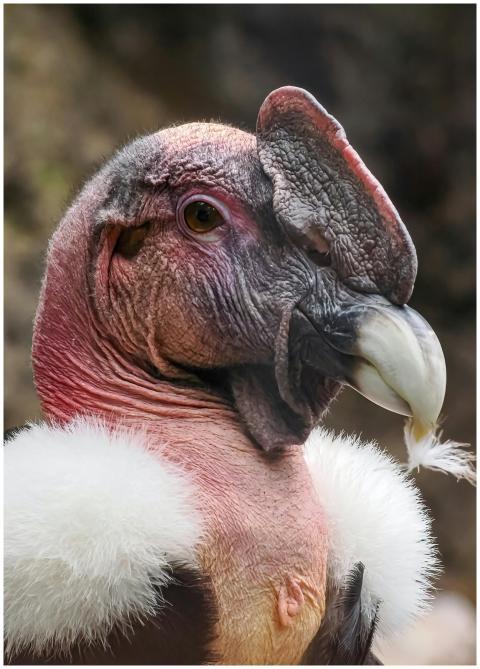 Detailed portrait of an Andean Condor highlighting