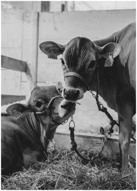 Black and white photo of two calves resting in a b