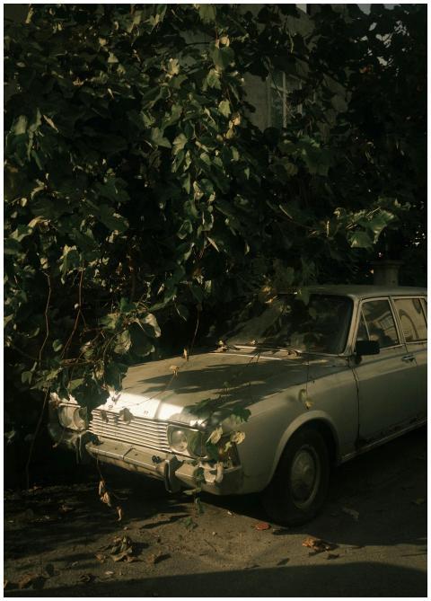 Vintage Car Hidden Among