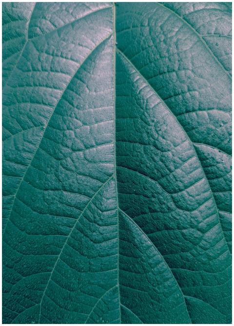 Detailed macro shot of a green leaf showcasing its