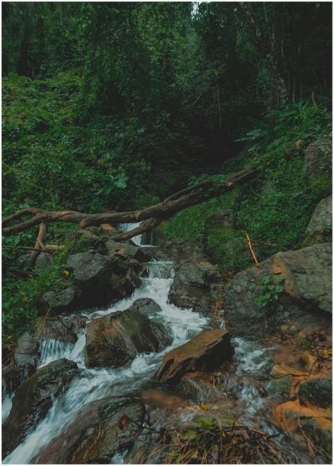 A tranquil forest stream cascades over rocks, surr