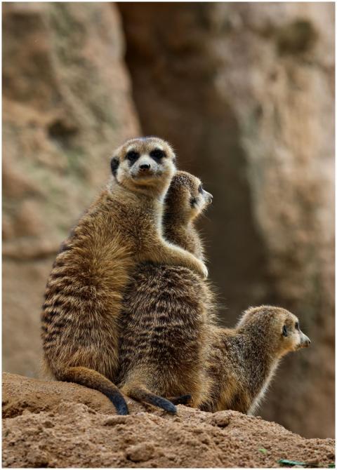 Adorable Family Meerkats Alert