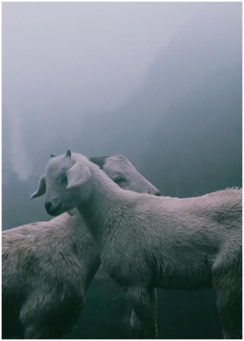 Two white goats graze peacefully in a misty mounta