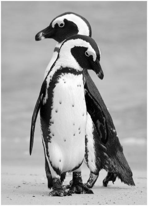 Two African penguins standing on a sandy beach cap