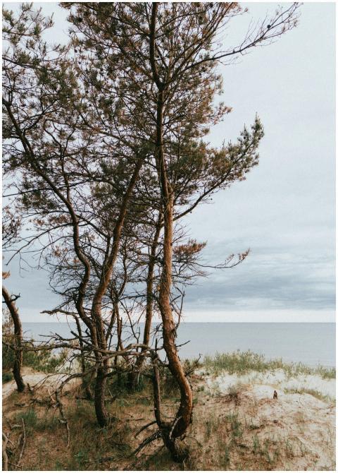 Windswept pine trees by the Baltic Sea on a serene