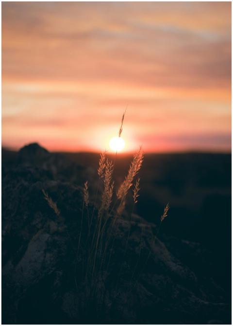 Beautiful sunset with silhouetted plants creating