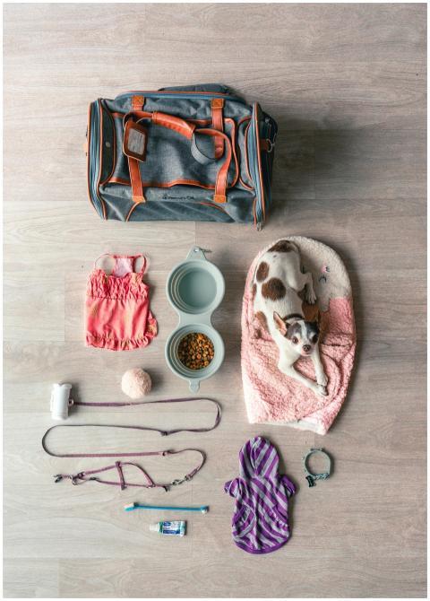 Flat lay of Chihuahua travel essentials, including