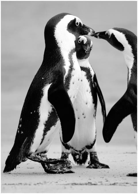 Three African penguins socializing on a sandy beac