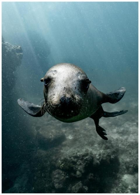 A curious sea lion swims gracefully underwater in