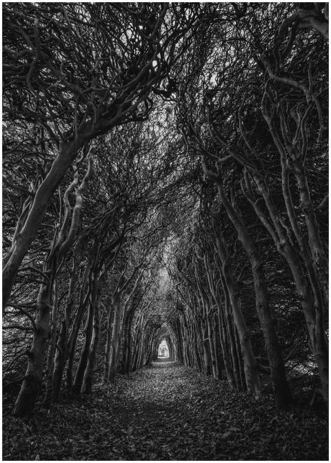 Pathway through a hauntingly beautiful forest tunn