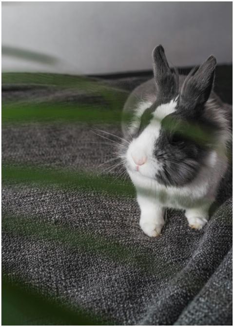 A cute rabbit with black and white fur sitting on