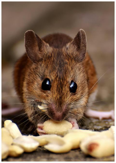 Adorable close-up of a brown mouse nibbling on pea