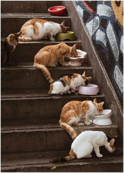 Group Cats Eating Urban