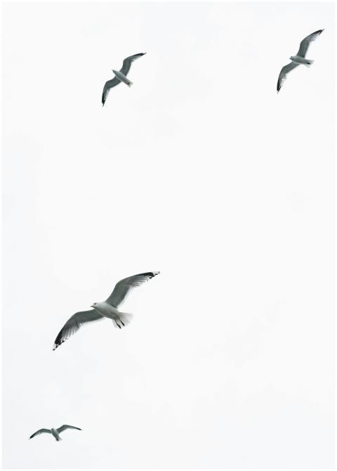 A serene capture of seagulls in flight in Helsinki