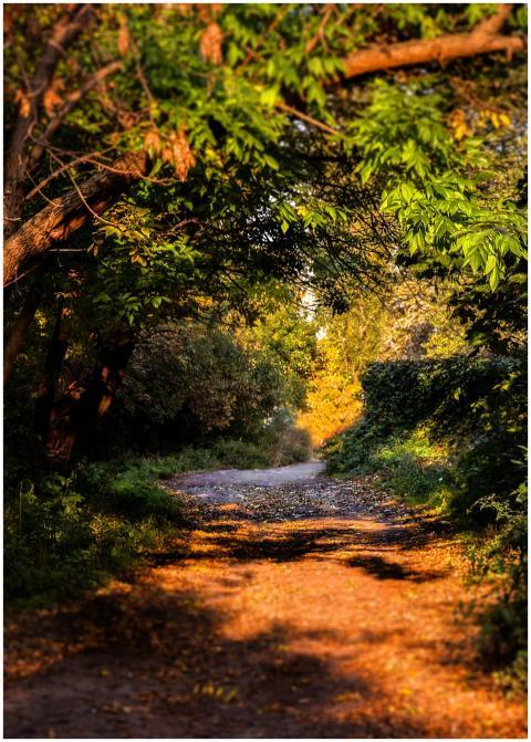 A picturesque forest path covered with autumn leav