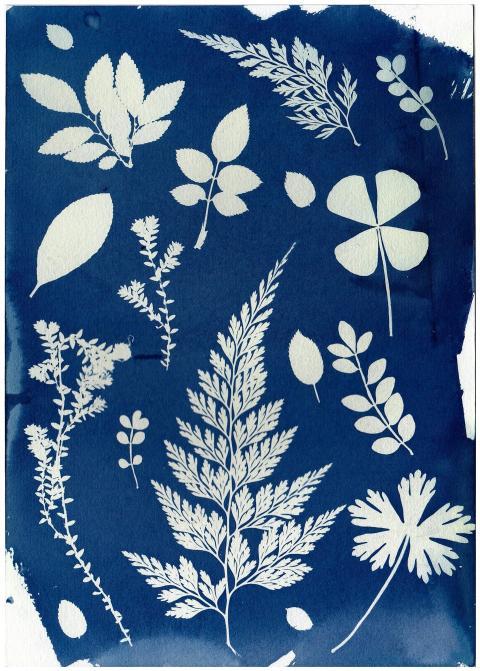 Artistic cyanotype print featuring various botanic