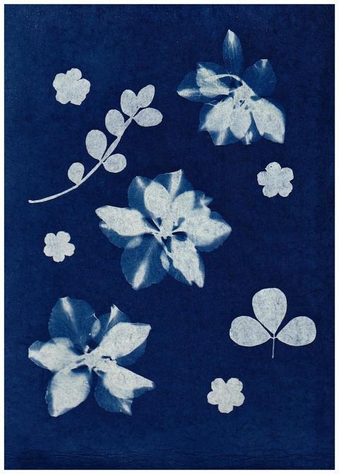 A beautiful cyanotype print featuring flowers and